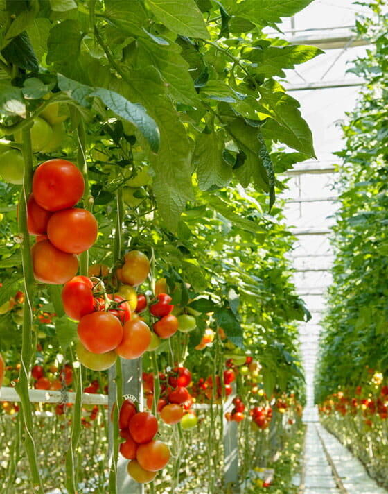 Comptables pour exploitant agricole en Savoie, Haute-Savoie, Isère, Rhône, Groupe MG