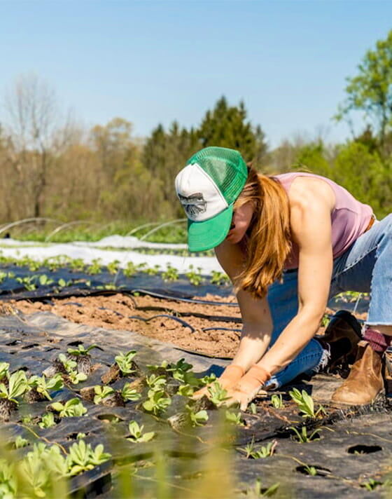 Comptables pour exploitation agricole et GAEC en Savoie, Haute-Savoie, Isère, Rhône, Groupe MG